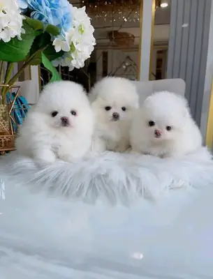 博美犬幼犬寻找新家。