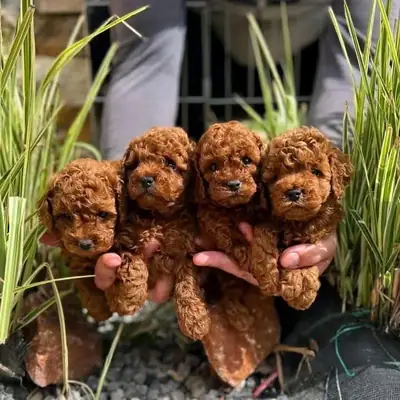 Des chiots caniche cherchent un nouveau foyer.