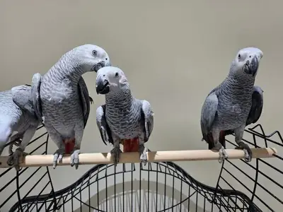 Giving away African grey parrots (Jaco) to good hands.