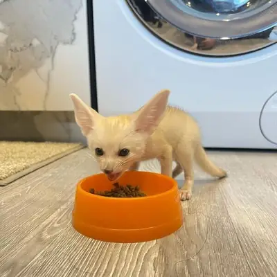 寻找新的家为沙狐。
