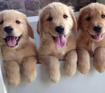 Cachorros de golden retriever buscan un nuevo hogar.