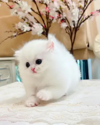 Looking for new owners for Munchkin kittens.