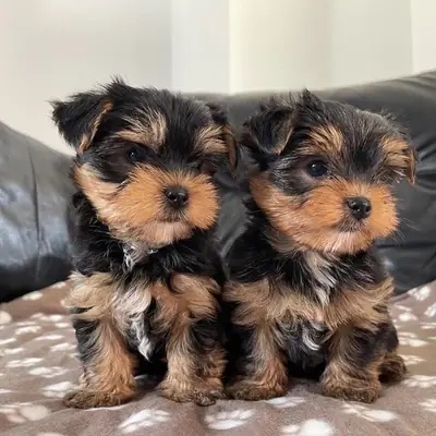 Beau Chiot Yorkie Cherche un Foyer Plein d'Amour 632000221