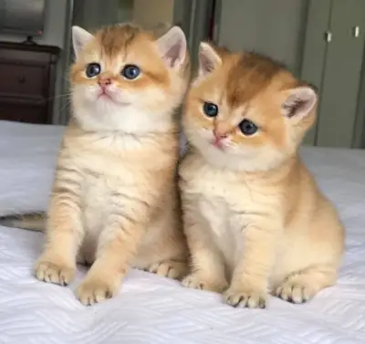 Котята британской короткошерстной породы ищут новый дом.