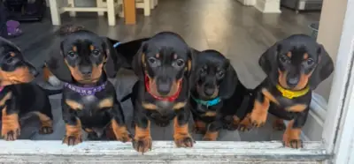 腊肠犬幼犬寻找新家。