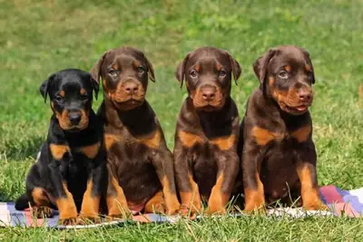 可供负责任家庭领养的杜宾犬幼犬 632000221