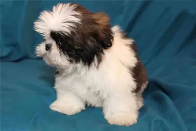 Juguetones cachorros Shih Tzu, machos y hembras