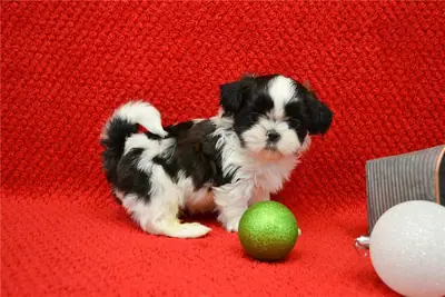  Dulces cachorros Shih Tzu disponibles para adopción
