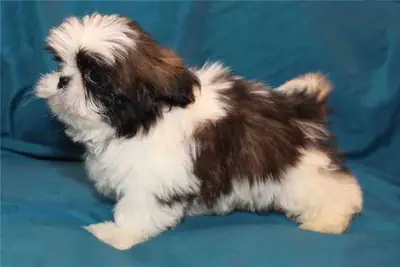 Encantadores cachorros Shih Tzu: machos y hembras