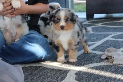 Adorable cachorro Aussie