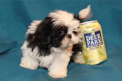 Beaux chiots Shih Tzu à la recherche d'un foyer aimant