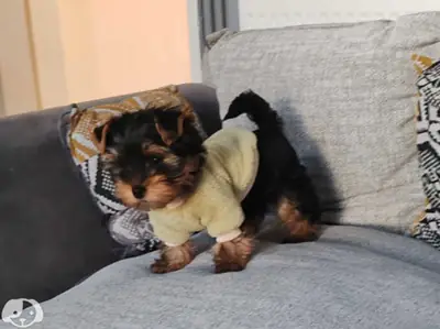Superbes chiots Yorkshire Terrier, mâles et femelles
