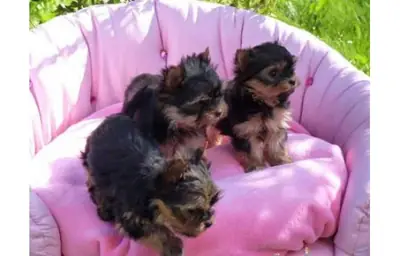 可爱的约克夏犬幼犬，公犬和母犬