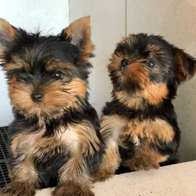 Cachorros Yorkshire Terrier juguetones: machos y hembras disponibles
