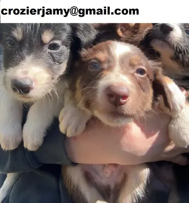 边境牧羊犬幼犬