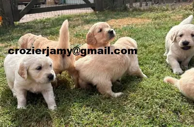 健壮的金毛寻回犬幼犬