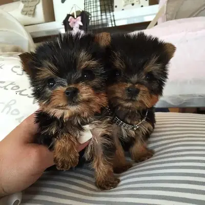 Chiots Yorkshire Terrier joueurs : mâles et femelles disponibles