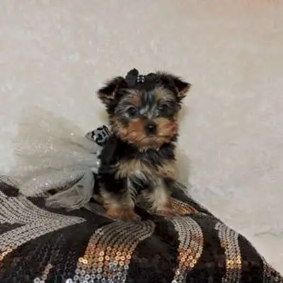 Hermosos cachorros Yorkshire Terrier disponibles para adopción