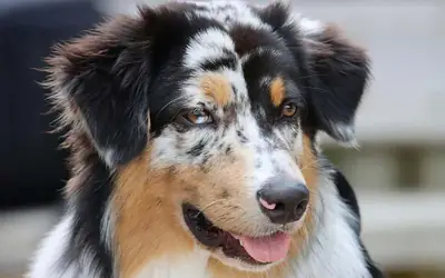 待领养的聪明澳大利亚牧羊犬