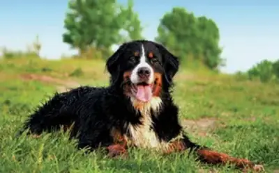 Gentle Bernese Mountain Dog