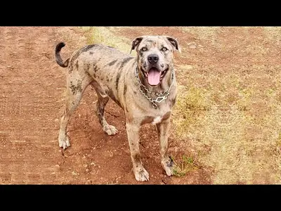 待领养的强壮加泰罗尼亚斗牛犬