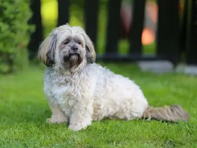 Lovely Lhasa Apso for Adoption