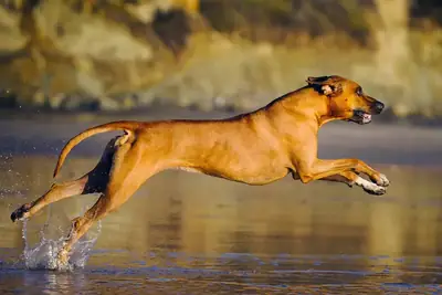 Athletic Rhodesian Ridgeback