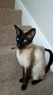 Siamese Cat for Sale | Vocal and Affectionate
