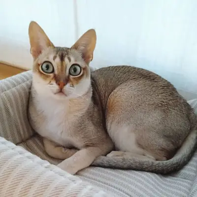 Singapura Cat for Sale | Small and Loving