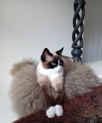 Thai Cat for Sale | Traditional Siamese Type