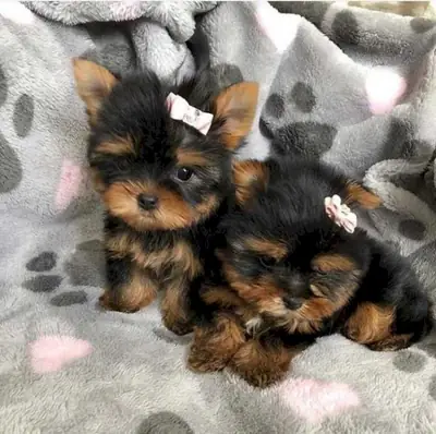 Hermosos cachorros Yorkshire Terrier disponibles para adopción