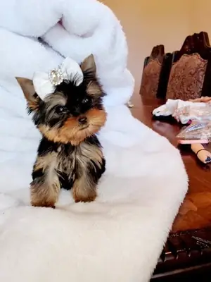 Cachorros Yorkshire Terrier Machos y Hembras Disponibles