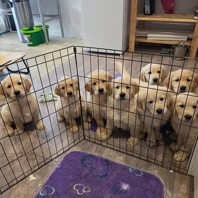 可爱的金毛寻回犬小狗待领养