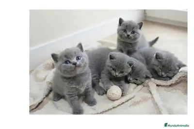British shorthair kedileri