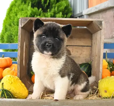 可爱的秋田犬幼崽