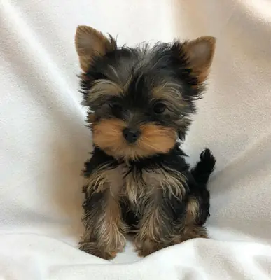 Hermosos cachorros Yorkshire Terrier disponibles para adopción