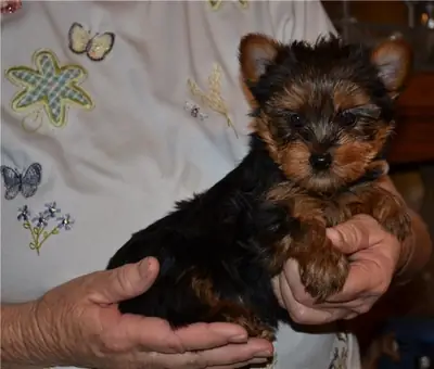 Cachorros Yorkshire Terrier juguetones: machos y hembras disponibles