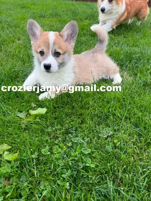 Pembroke Welsh Corgi Yavruları