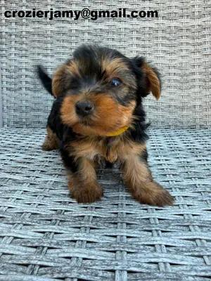 珍贵的约克夏犬幼犬