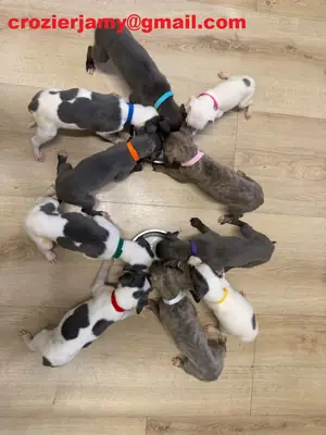 Etkileyici Whippet yavruları