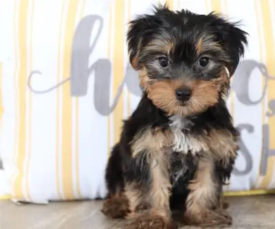 Cachorros Yorkshire Terrier juguetones: machos y hembras disponibles