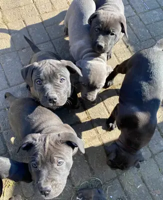 Cachorros Staffordshire