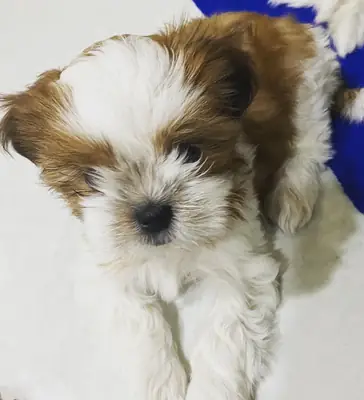 Preciosos Cachorros Shih Tzu
