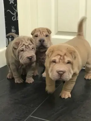 Cachorros Shar Pei Disponibles