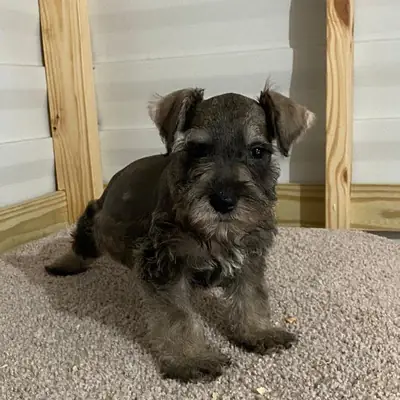 Adorables Cachorros Schnauzer