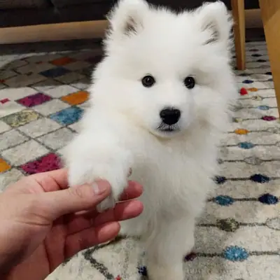 Esponjosos Cachorros Samoyedo