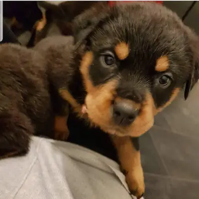 Preciosos Cachorros Rottweiler