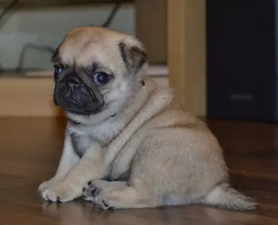 Adorables Cachorros Pug