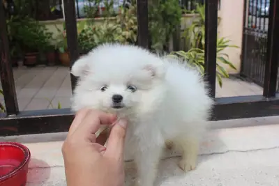 Sevecen Pomeranian yavruları