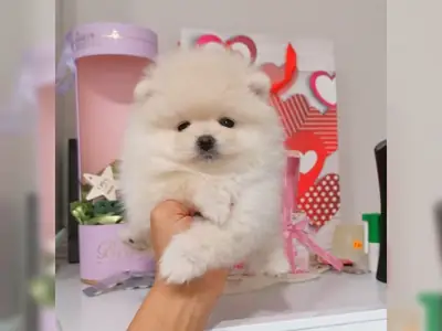 Sevgi dolu Pomeranian yavruları